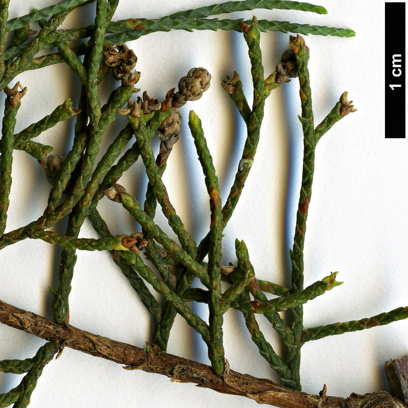 High resolution image: Family: Cupressaceae - Genus: Cupressus - Taxon: duclouxiana 